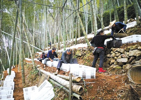 深挖森林“钱库”，浙江林下生“金”