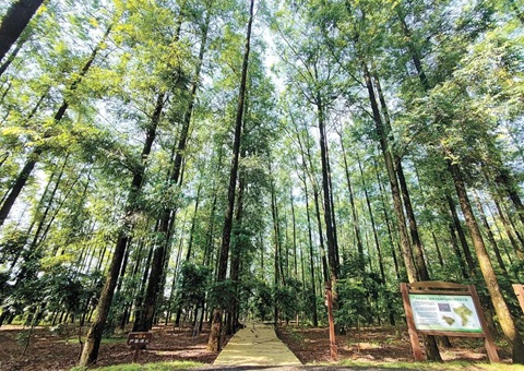 广西首批村集体持有林票线上竞价交易
