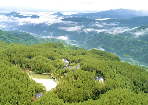 四川巴中试点推行林地股份制经营模式